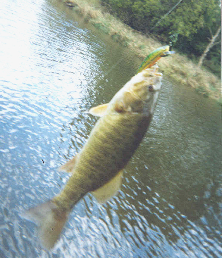 bass.jpg