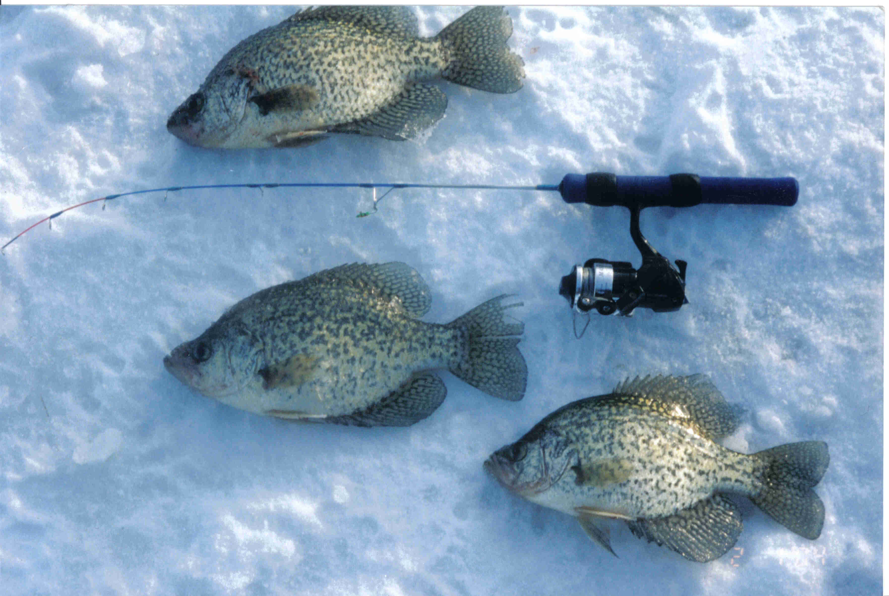crappies.jpg